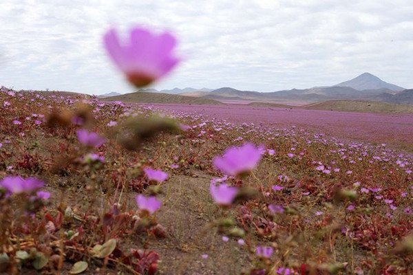 deserto-atacama-fiori-rosa-005-720x480