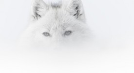 Foto di Vincent Munier