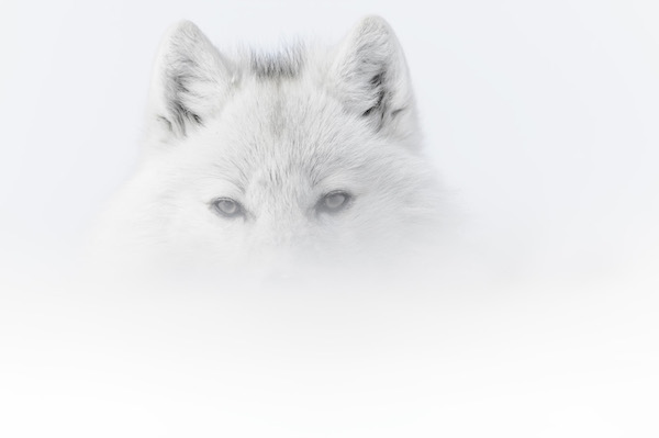 Foto di Vincent Munier