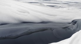 Foto di Vincent Munier