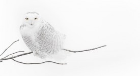 Foto di Vincent Munier