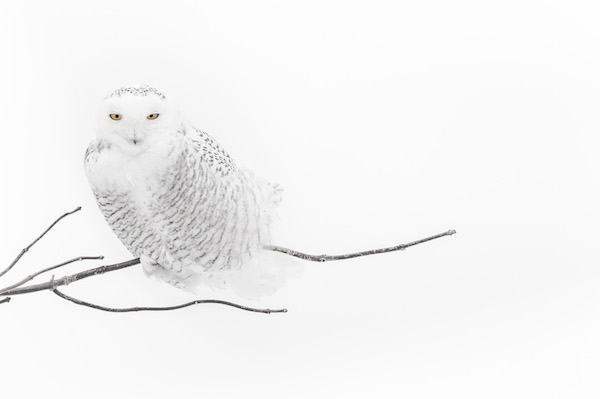 Foto di Vincent Munier