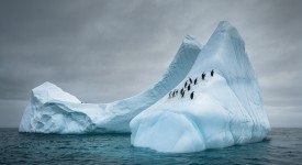 Foto pinguini