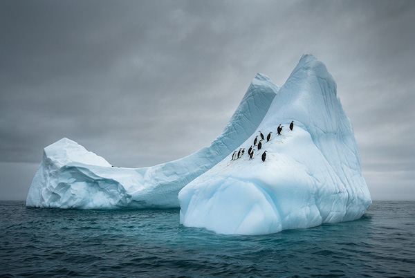 Le 5 più spettacolari foto di pinguini