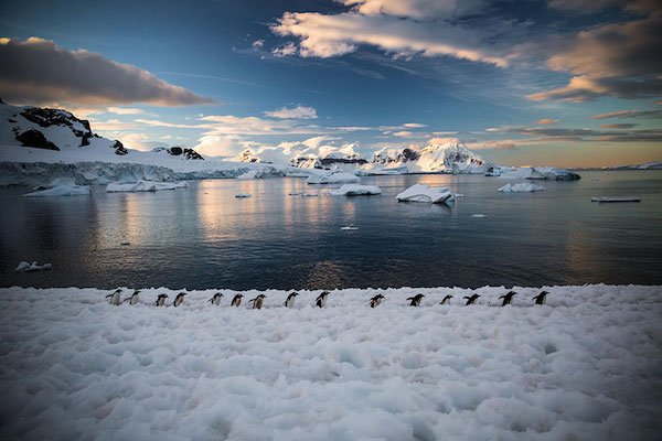 Foto pinguini