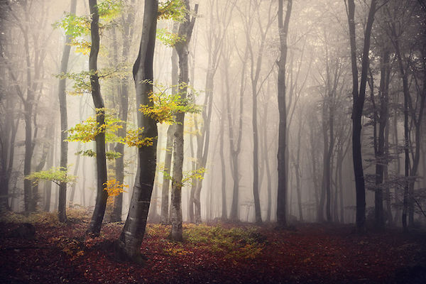 5 incredibili foto che mostrano la bellezza dei boschi