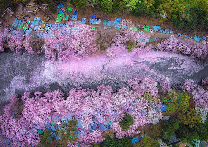 5 bellissime foto della primavera in Giappone