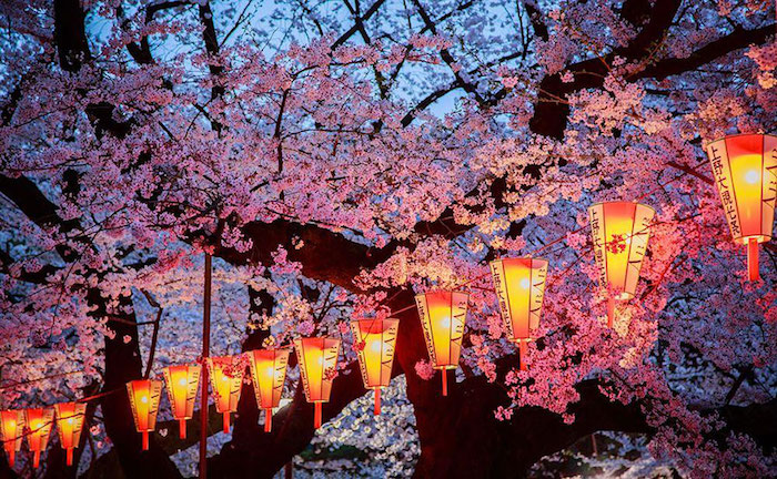 Foto National Geographic ciliegio Giappone