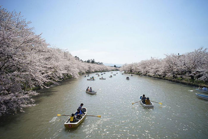 Foto National Geographic ciliegio Giappone