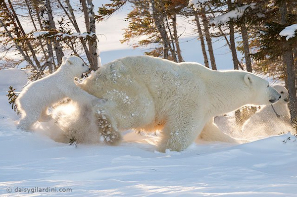 Le 3 più incredibili foto di orsi polari