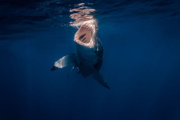 Foto di squali