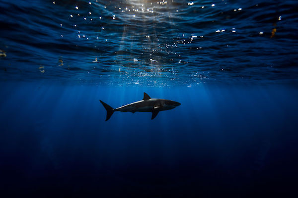 5 bellissime foto di squali bianchi