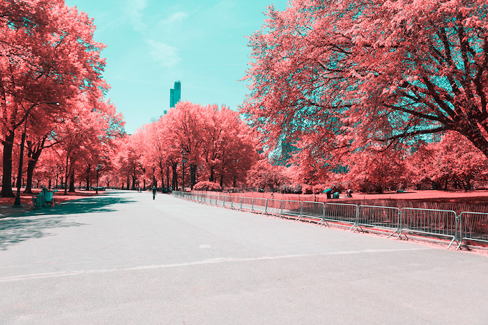 5 surreali foto del Central Park di New York