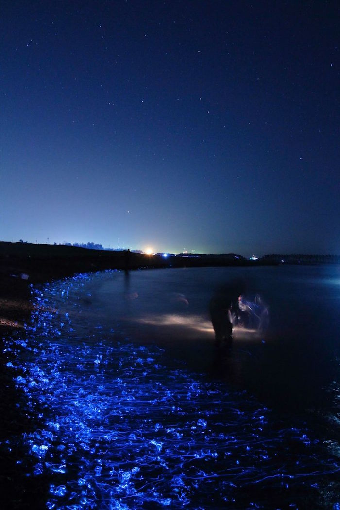 Le 4 più belle foto del mare che luccica in Giappone