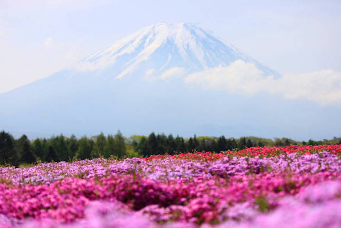 Parco di Hitsujiyama