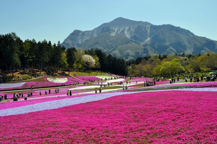 5 bellissime foto del parco giapponese di Hitsujiyama