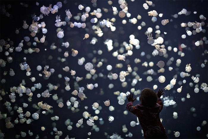 5 spettacolari foto delle meduse dell'acquario di Vancouver