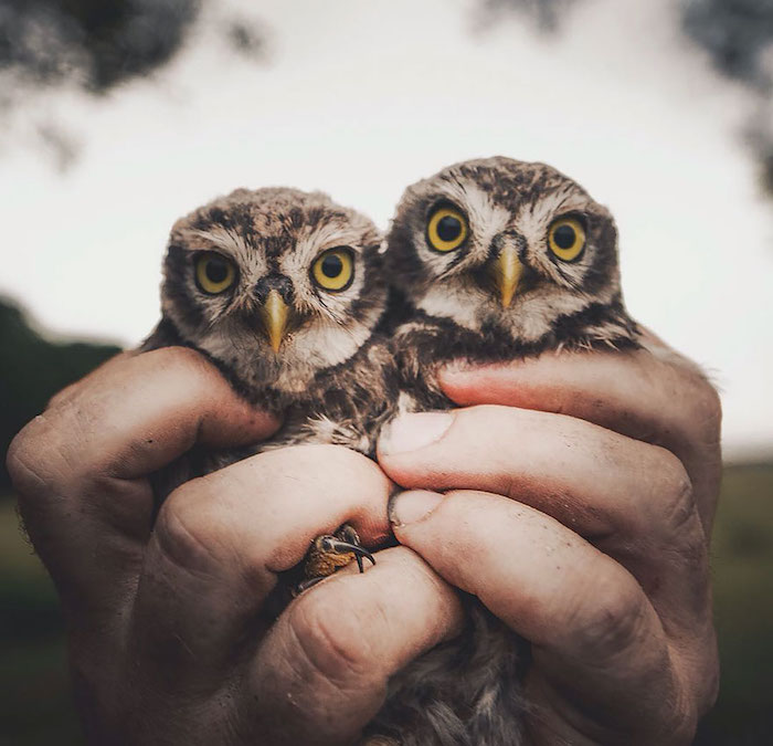 5 bellissime foto di animali della foresta