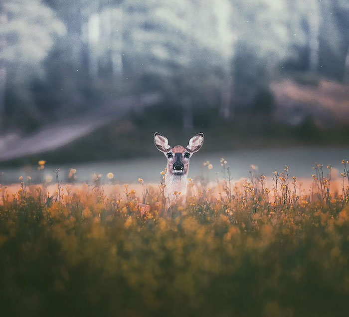 Foto animali foresta