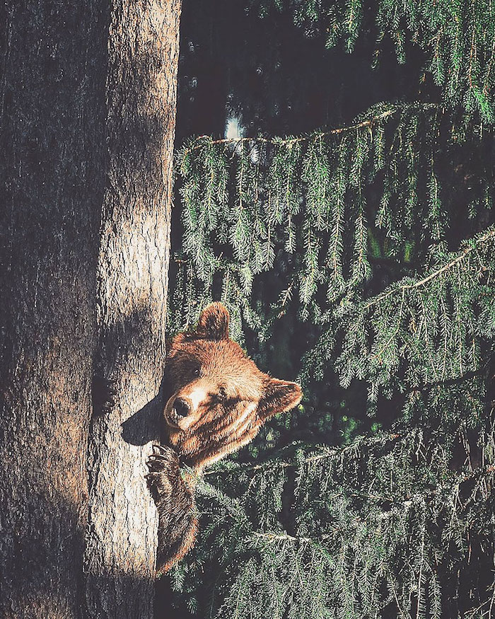 Foto animali foresta