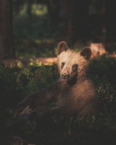 Foto animali foresta