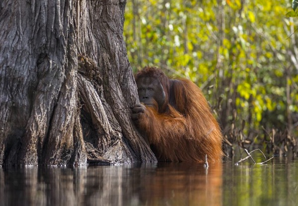 National Geographic, l’orango protagonista del migliore scatto del 2017
