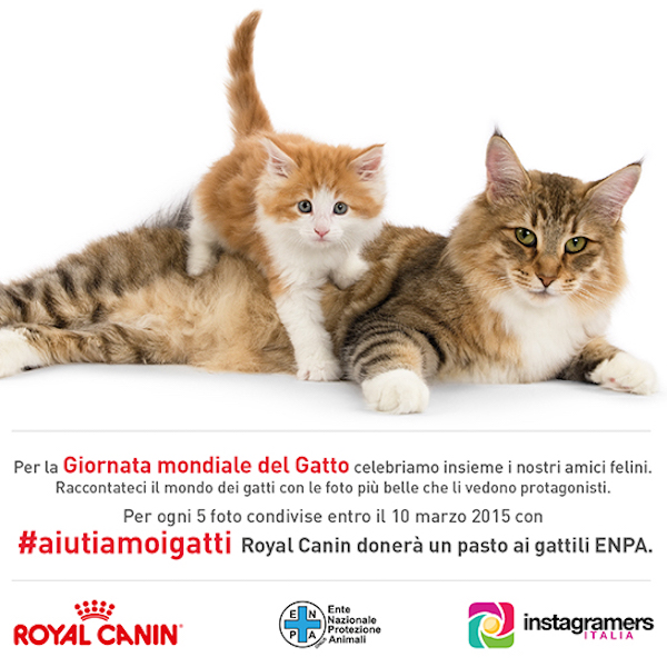 Gatti, un challenge fotografico Royal Canin per donare pasti